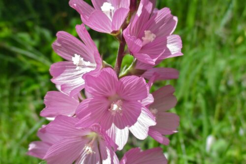 Rose Checker-Mallow Rose Checker-Mallow