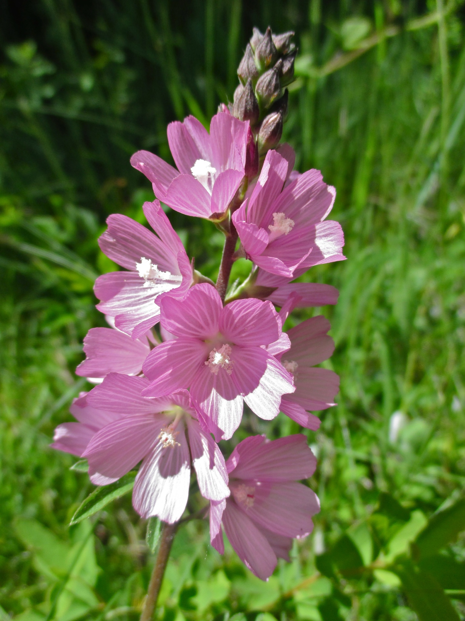 Rose Checker-Mallow Rose Checker-Mallow