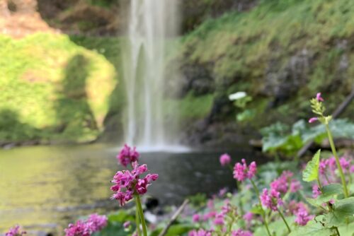 Rosy Plectritis Rosy Plectritis