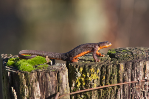 Rough-Skinned Newt Rough-Skinned Newt
