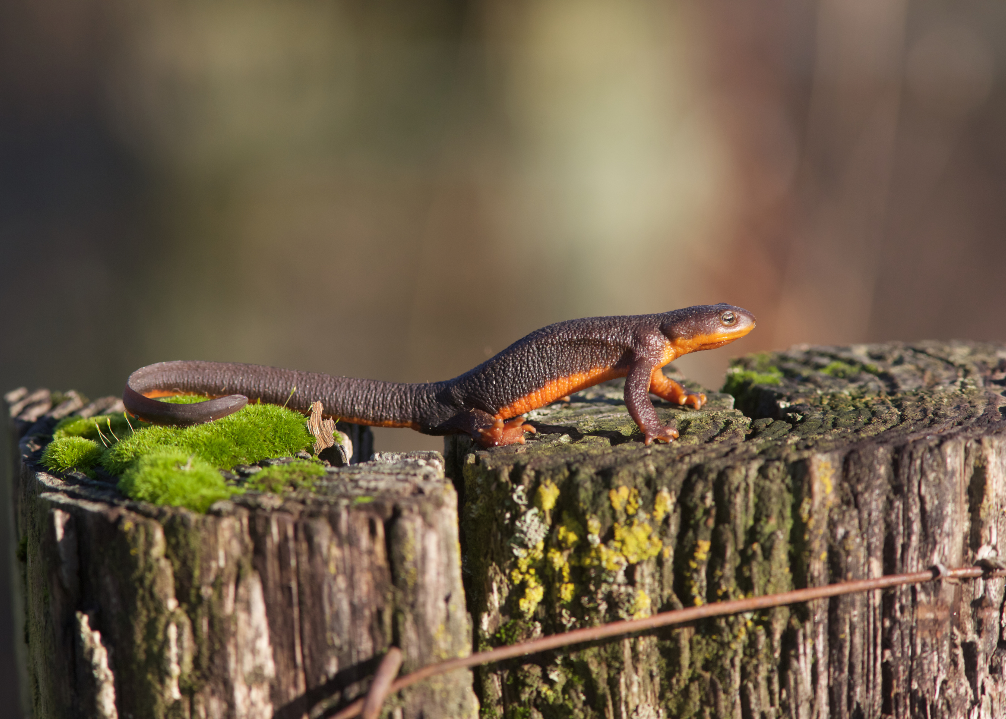 Rough-Skinned Newt