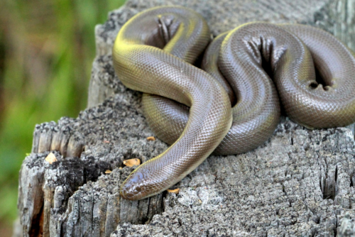 Rubber Boa Snake Rubber Boa Snake