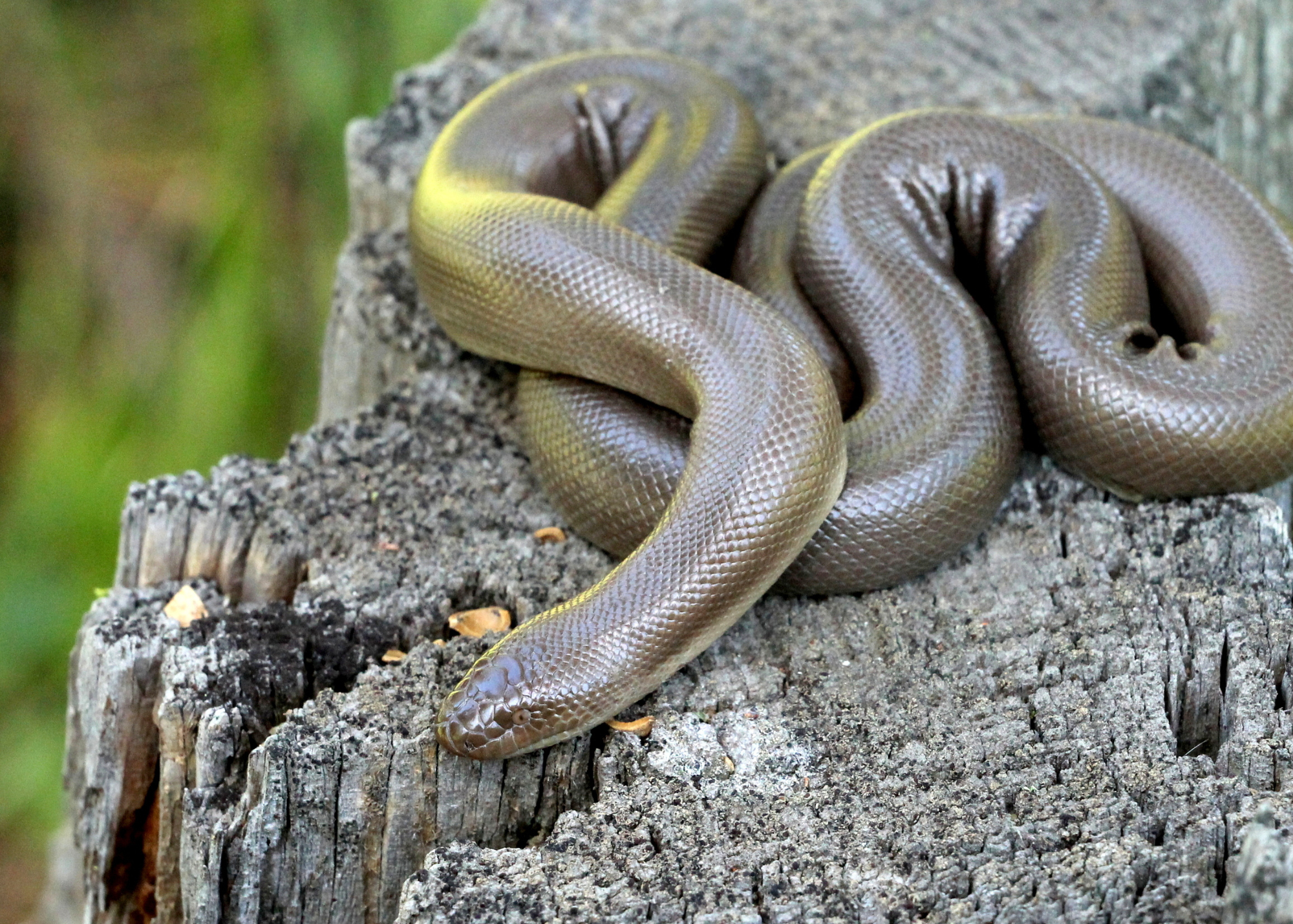 Rubber Boa Snake Rubber Boa Snake