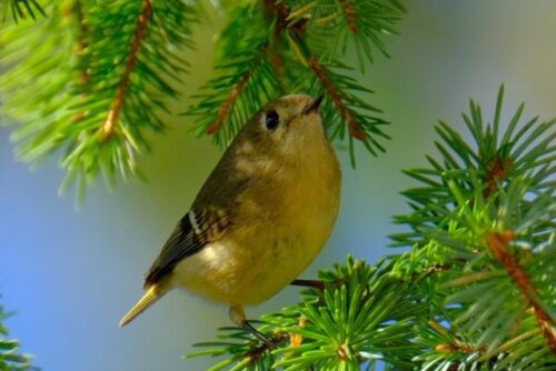 Ruby-Crowned Kinglet