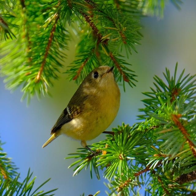 Ruby-Crowned Kinglet