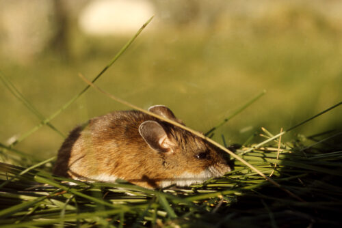 Ruddy Deer Mouse