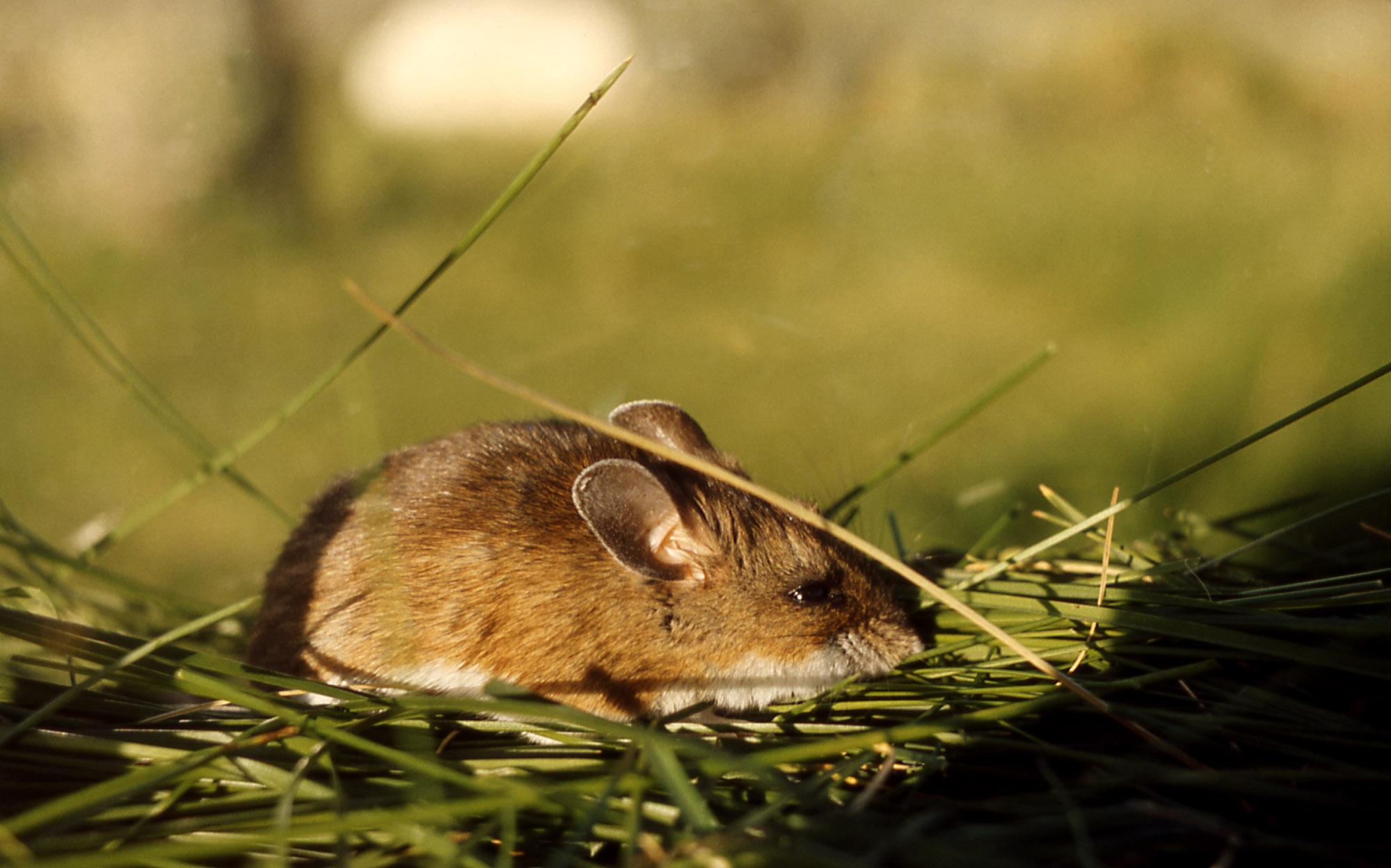 Ruddy Deer Mouse