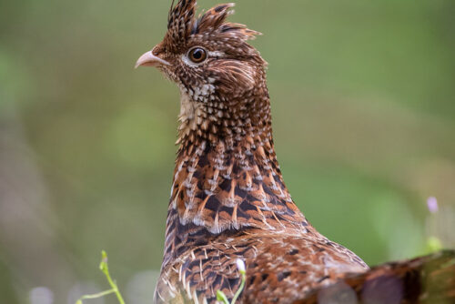 Ruffed Grouse
