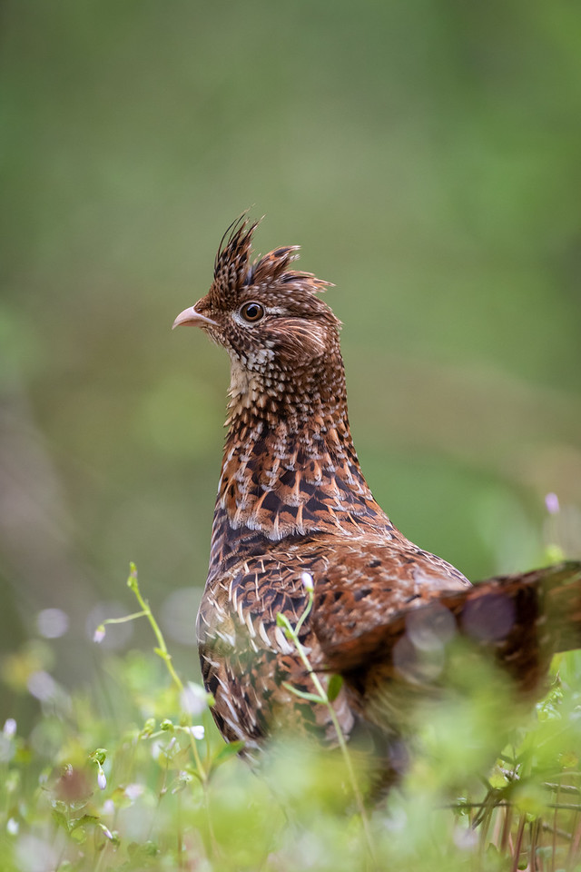 Ruffed Grouse Ruffed Grouse