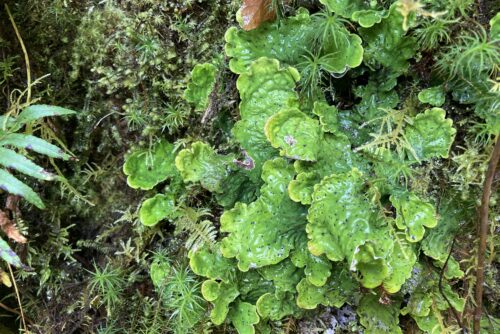 Ruffled Freckled Pelt Lichen