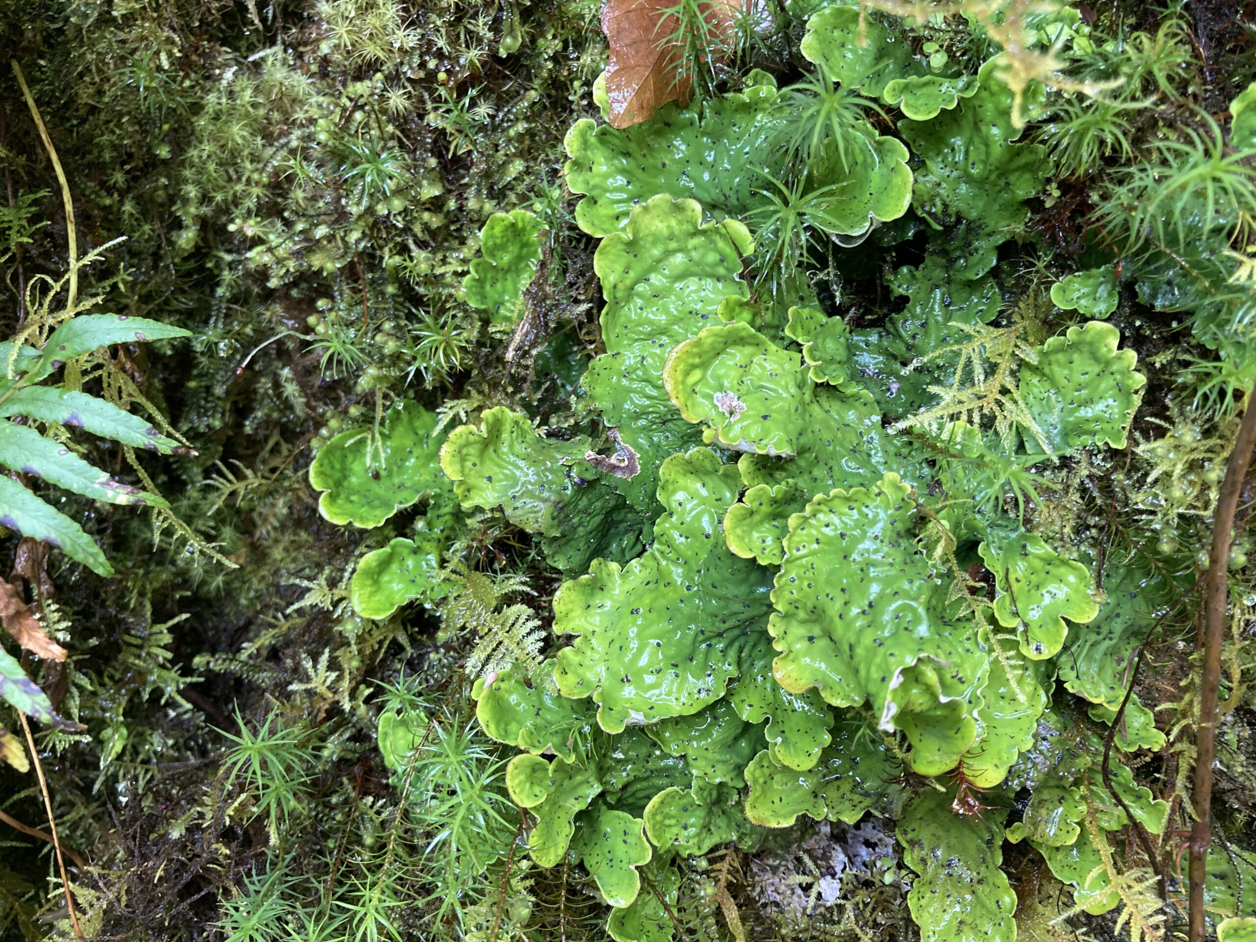 Ruffled Freckled Pelt Lichen