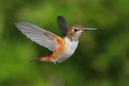 Rufous Hummingbird