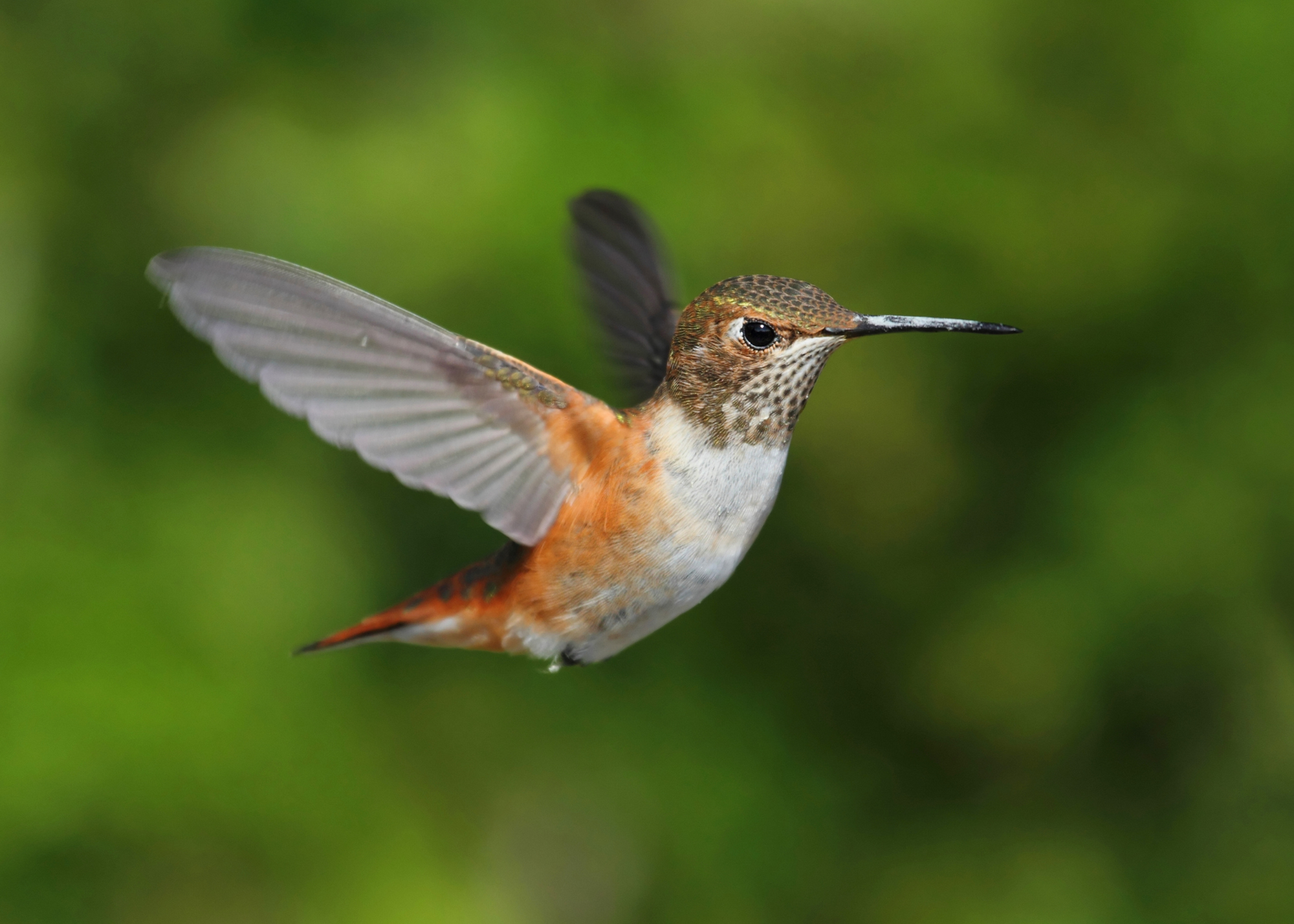 Rufous Hummingbird Rufous Hummingbird