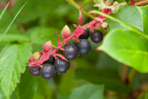 Salal