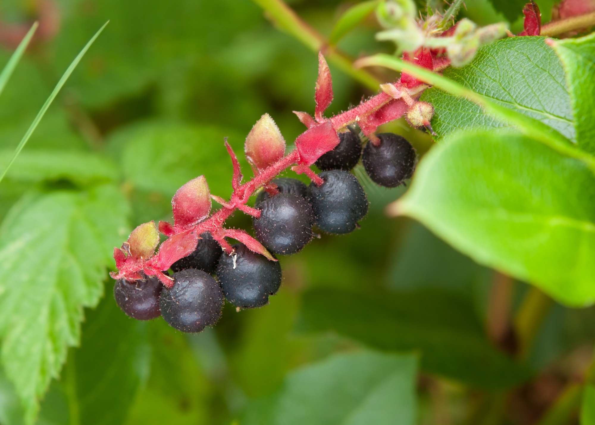 Salal