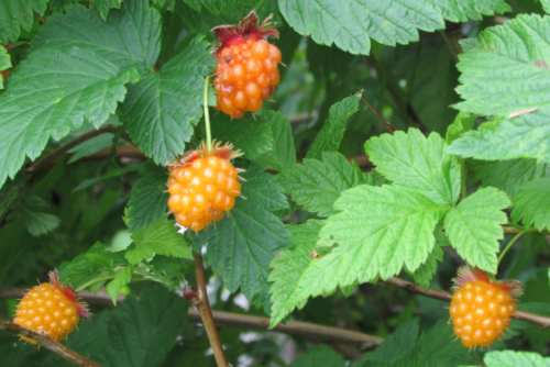 Salmonberry