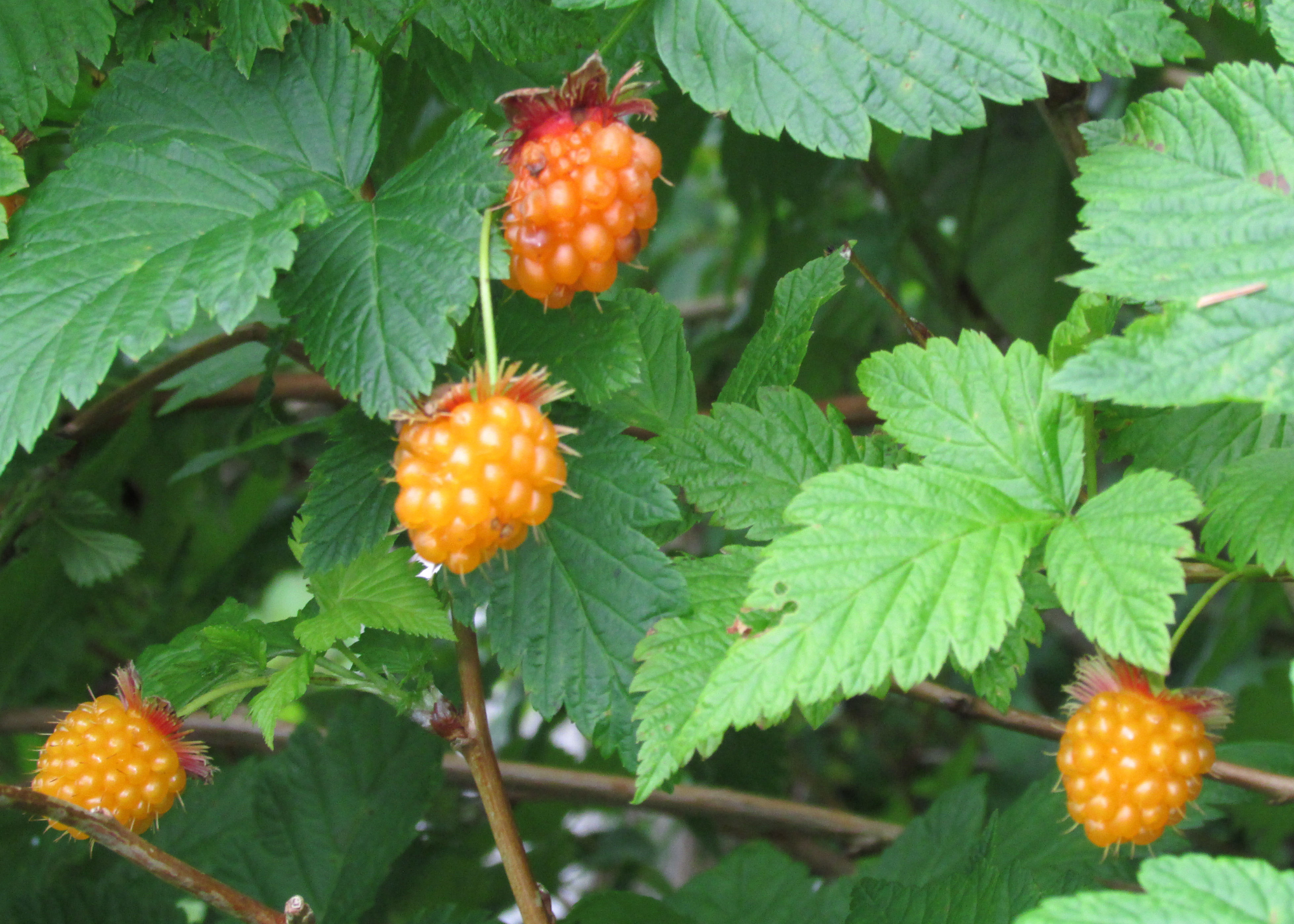 Salmonberry Salmonberry