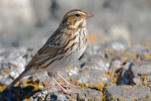 Savannah Sparrow