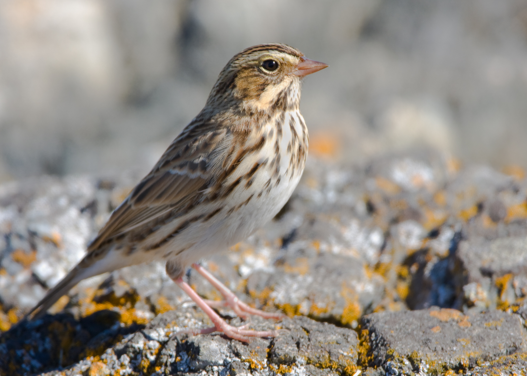 Savannah Sparrow