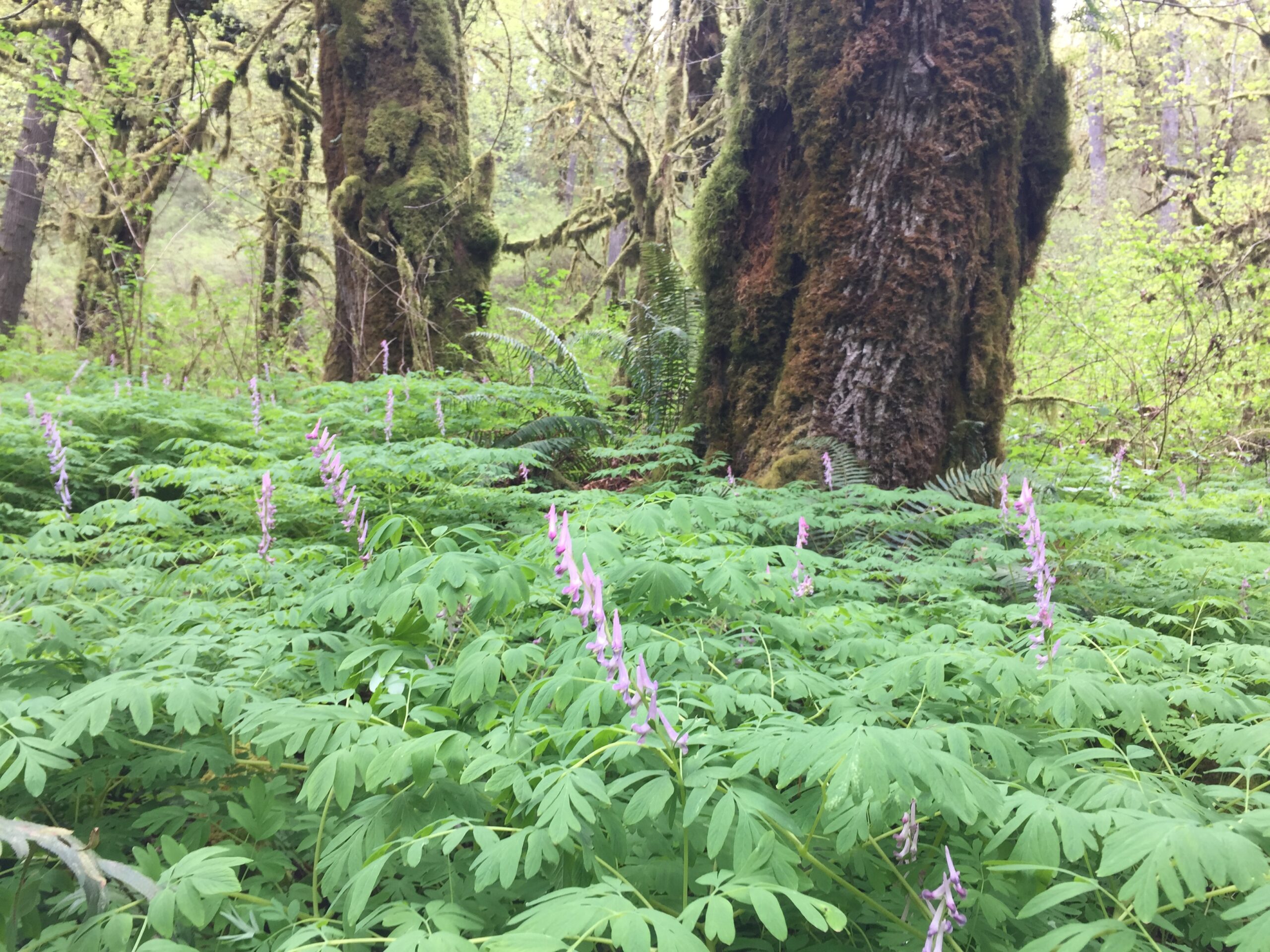 Scouler's Corydalis