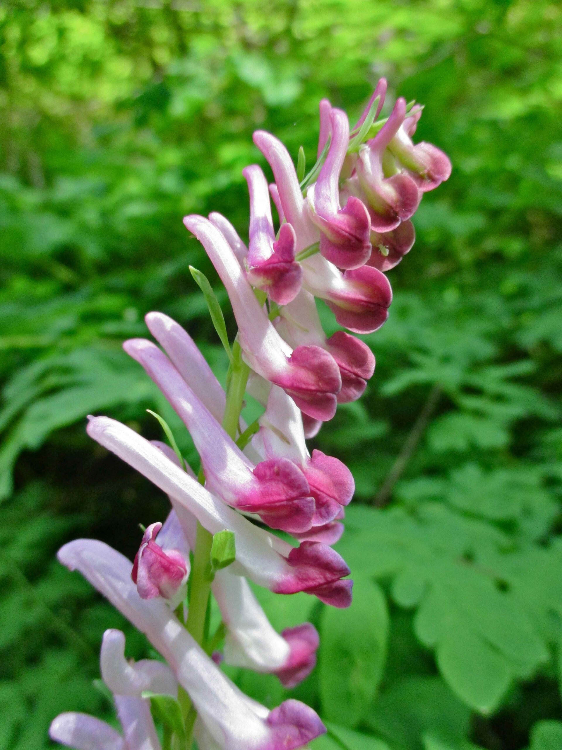 Scouler's Corydalis