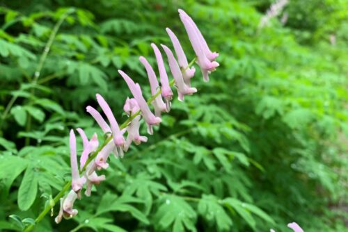Scouler's Corydalis Scouler's Corydalis