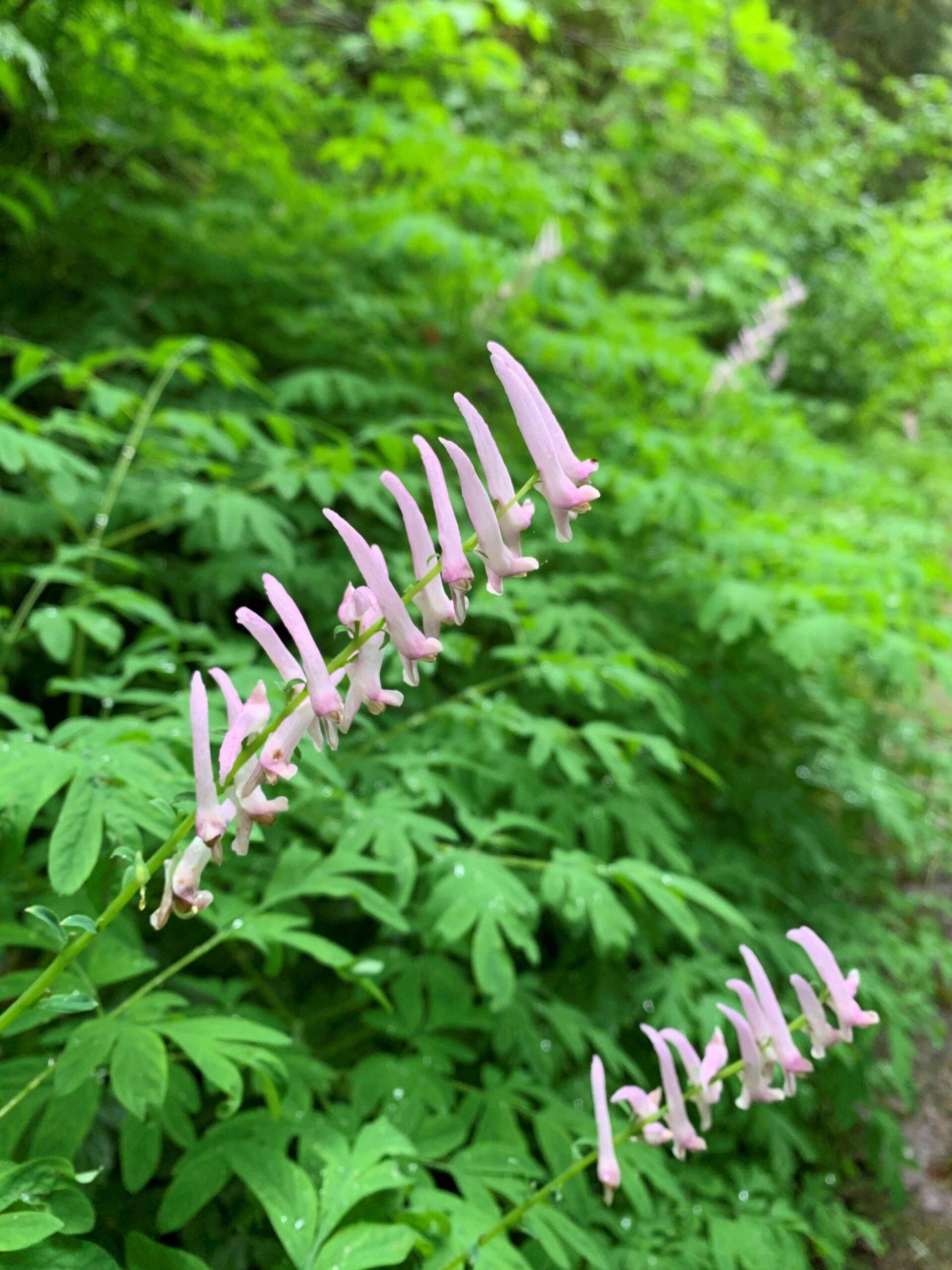 Scouler’s Corydalis Scouler’s Corydalis