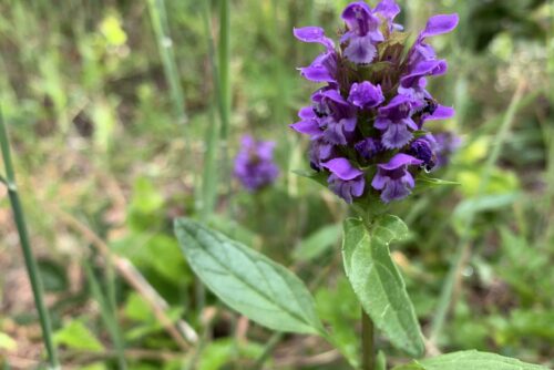 Self-heal Self-heal