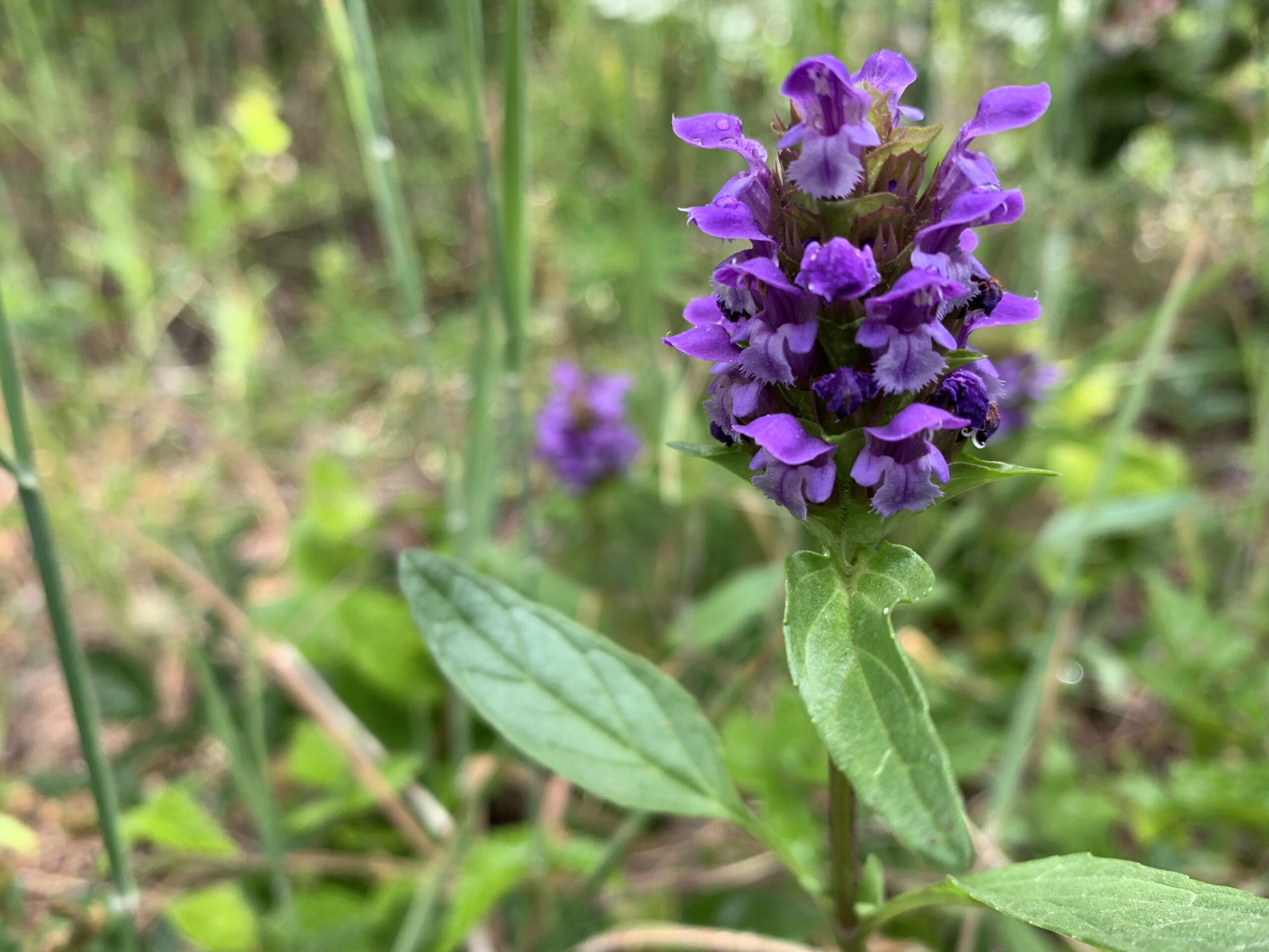Self-heal Self-heal