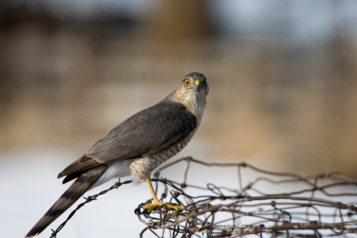 Sharp-Shinned Hawk