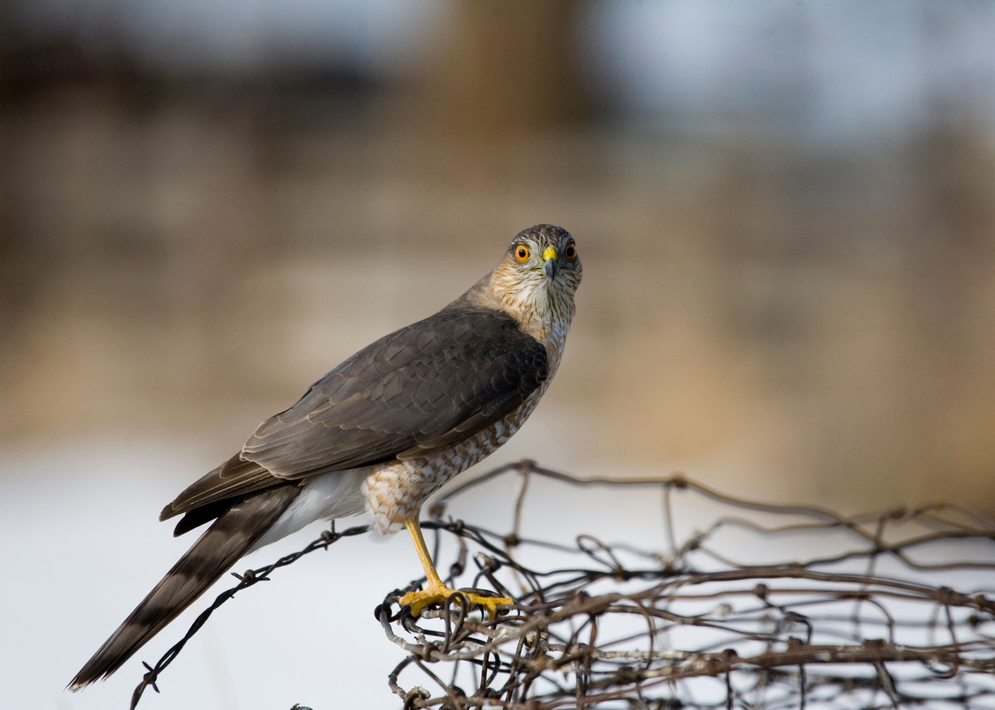 Sharp-Shinned Hawk