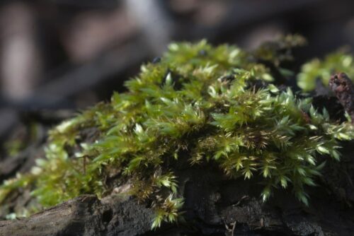 Sheet Moss