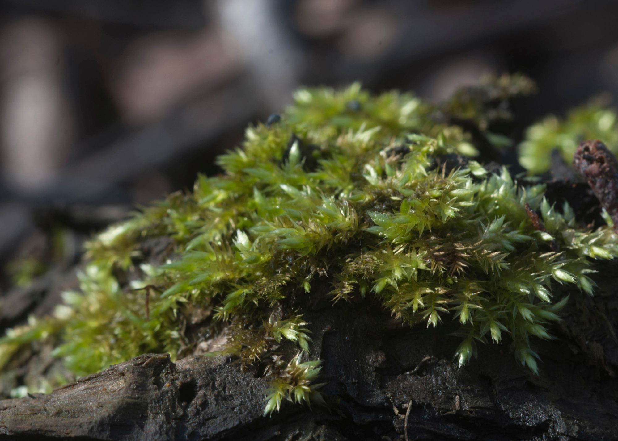 Sheet Moss