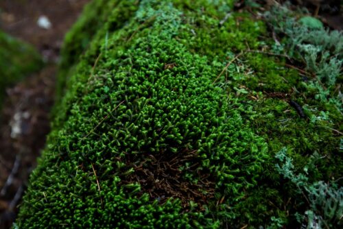 Shiny Seductive Moss