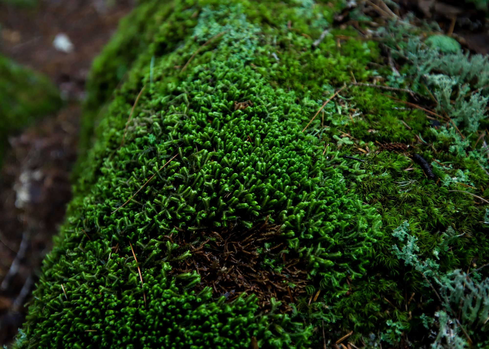 Shiny Seductive Moss