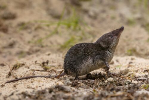 Shrews