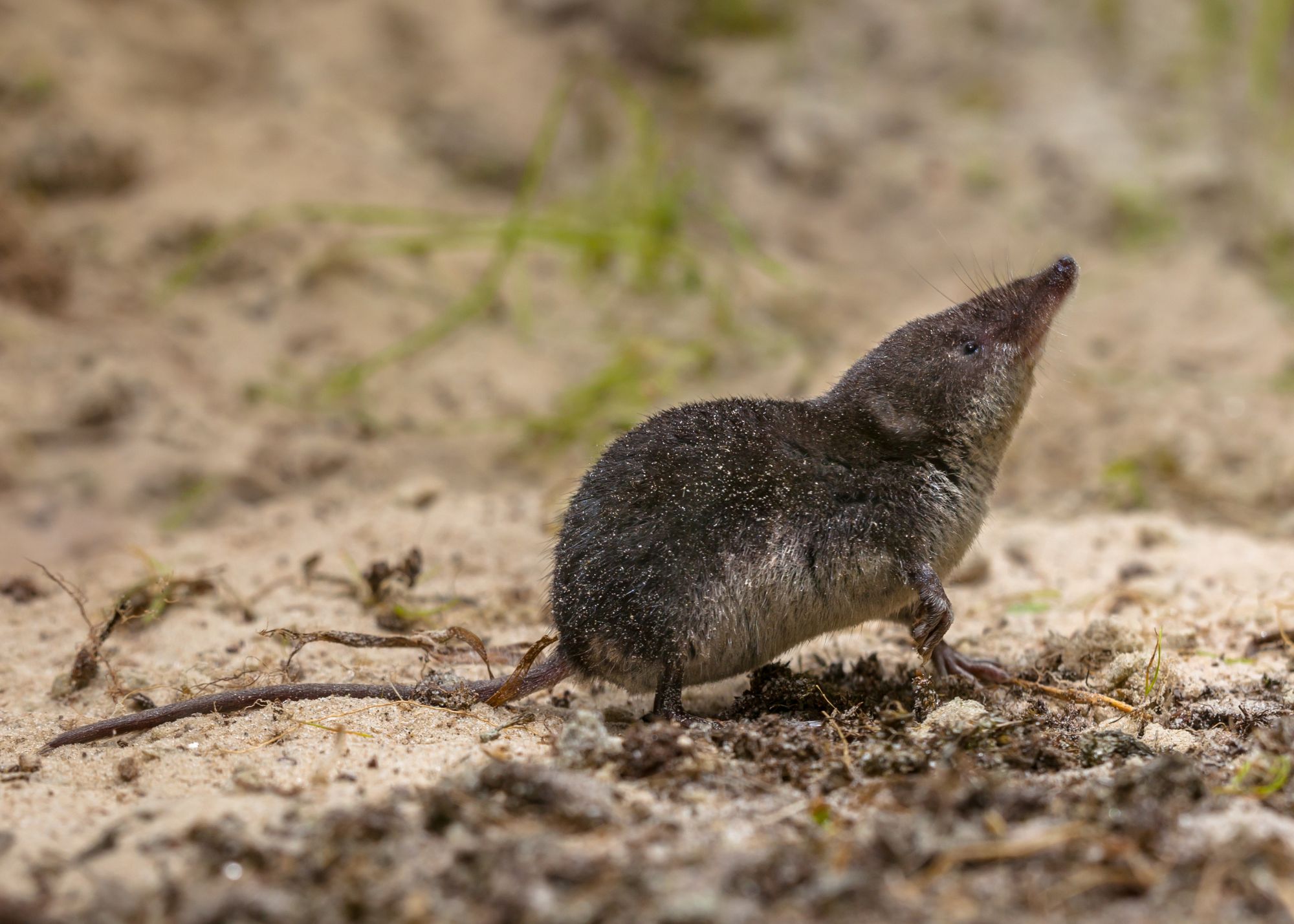 Shrews