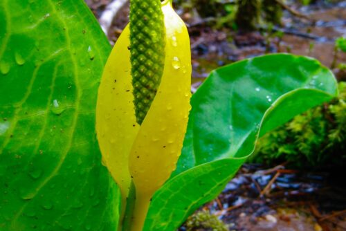 Skunk Cabbage Skunk Cabbage