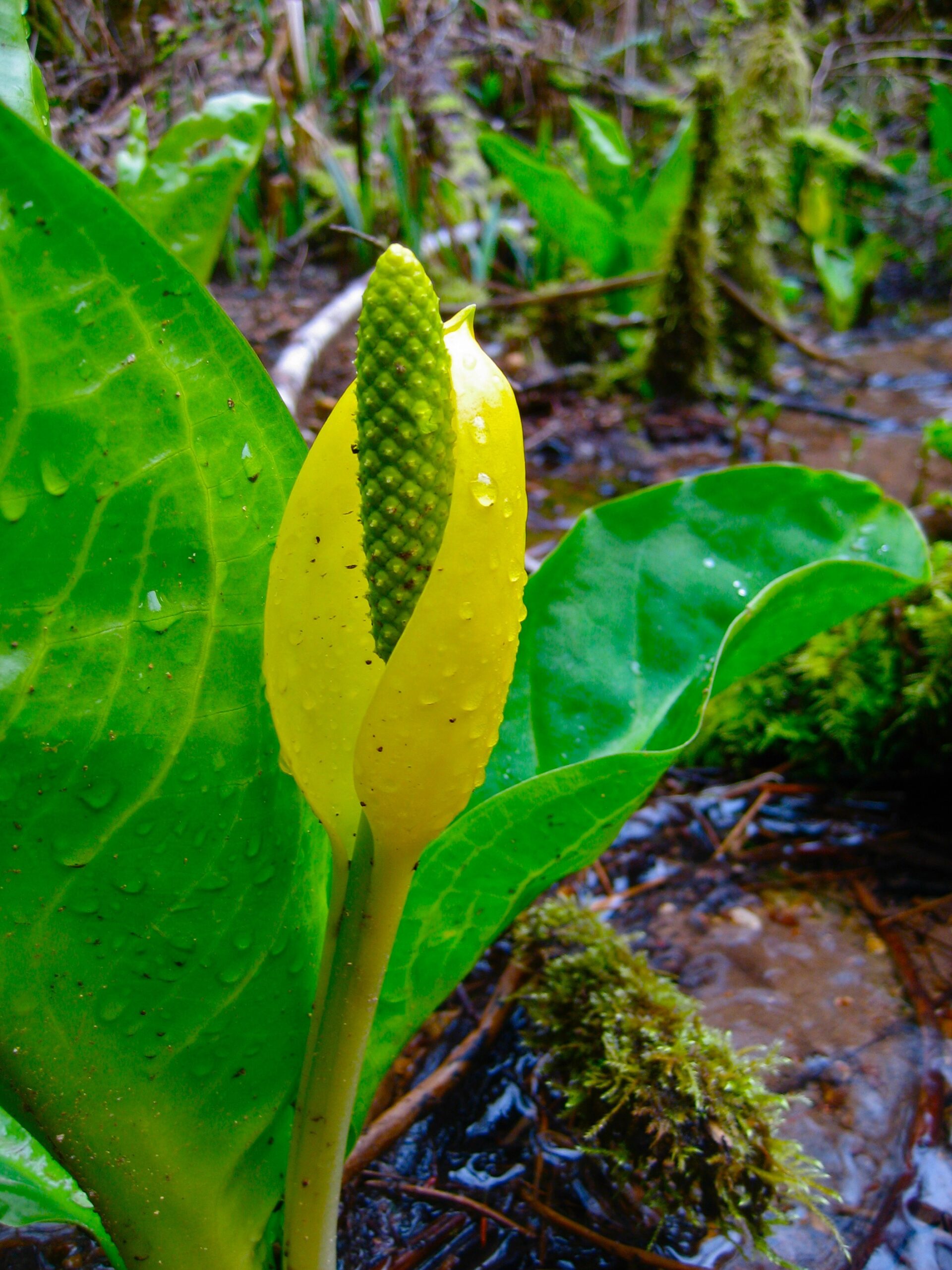 Skunk Cabbage Skunk Cabbage