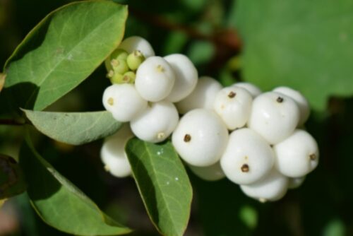 Snowberry