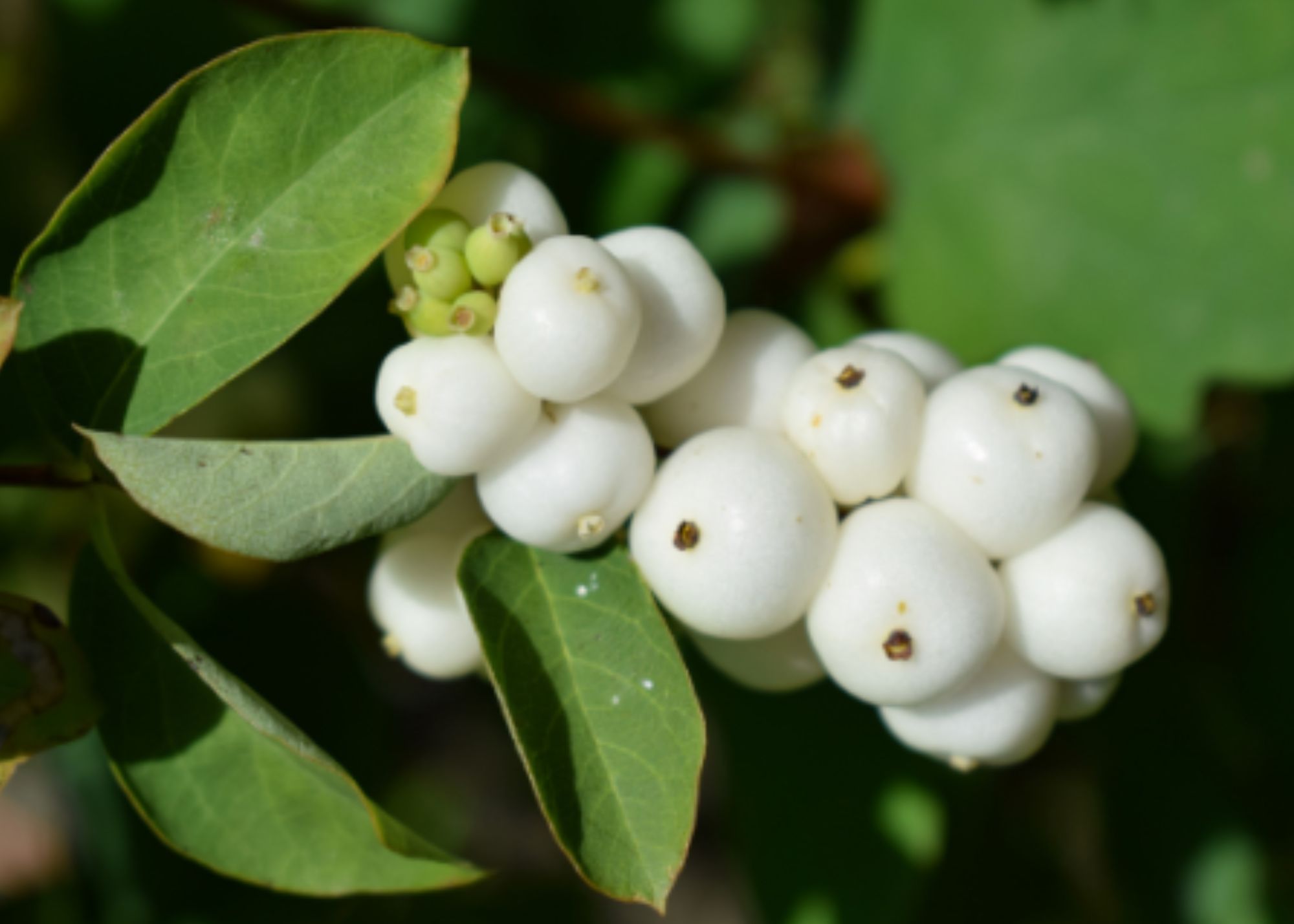Snowberry Snowberry