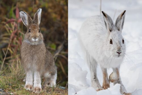 Snowshoe Hare