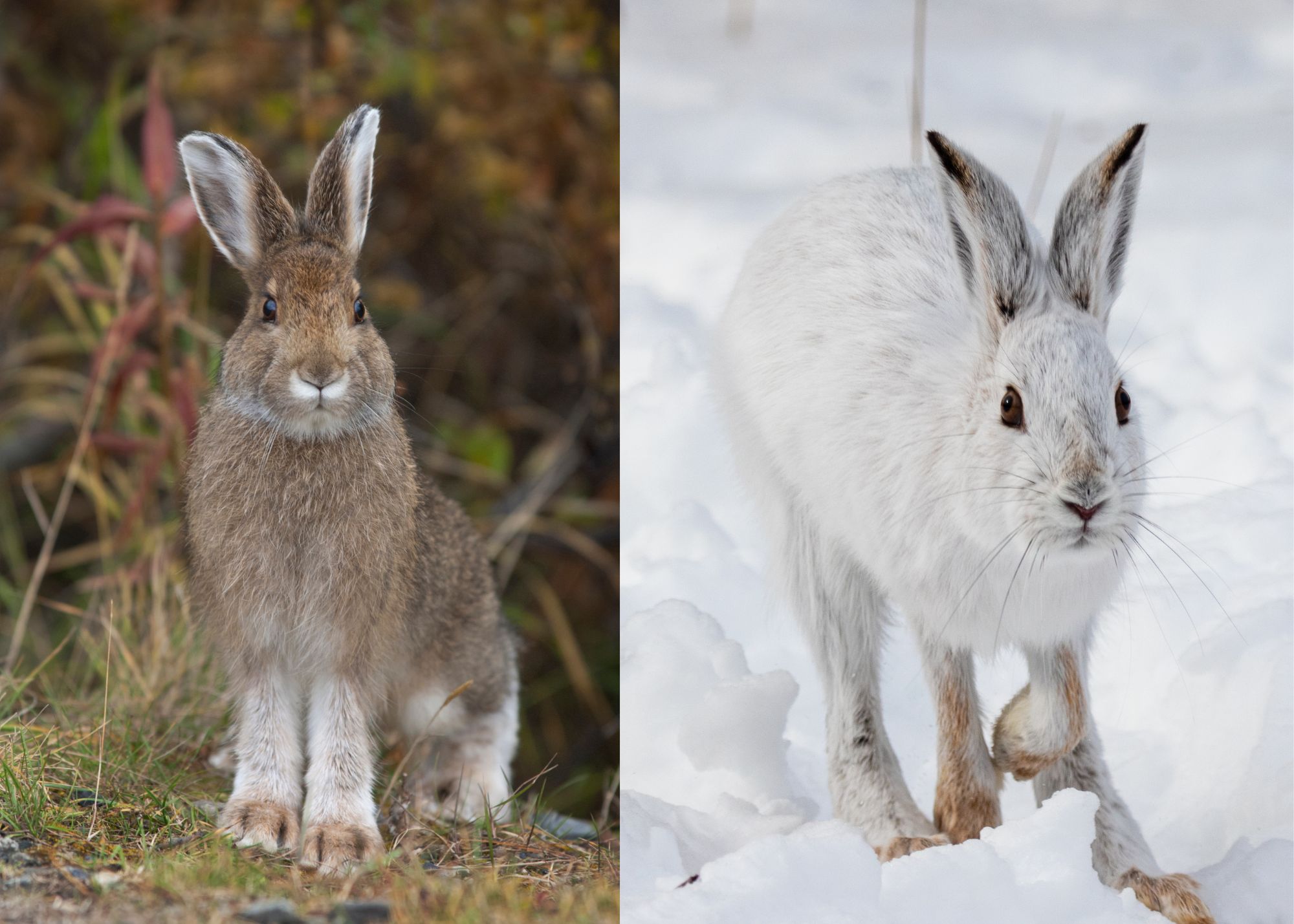 Snowshoe Hare