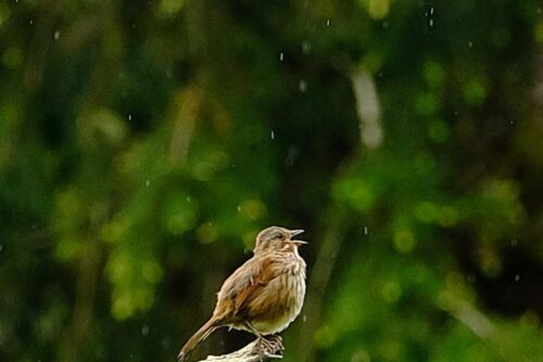 Song Sparrow