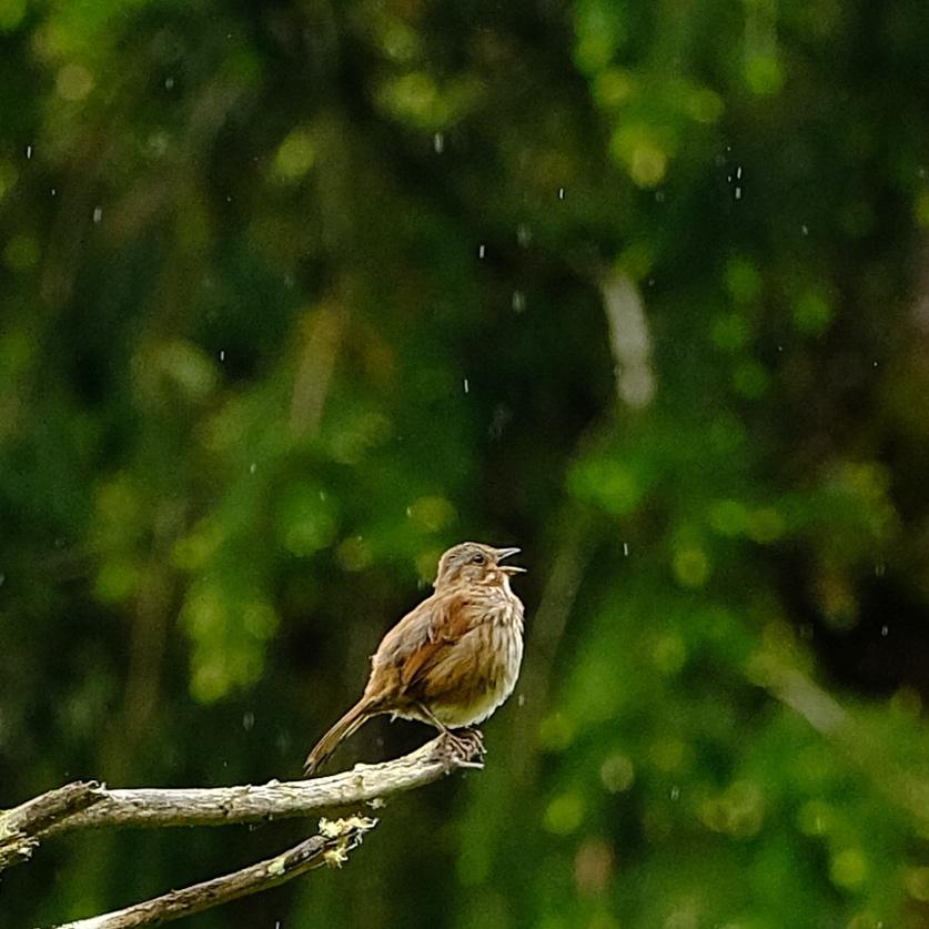 Song Sparrow Song Sparrow