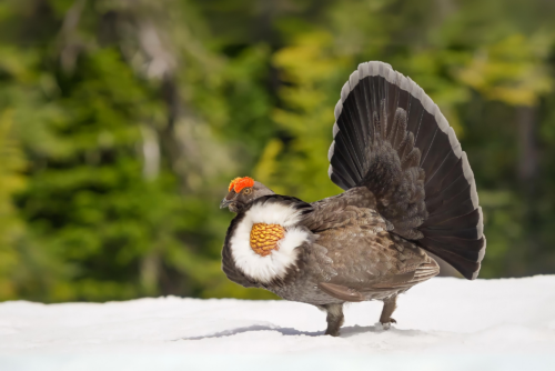 Sooty Grouse
