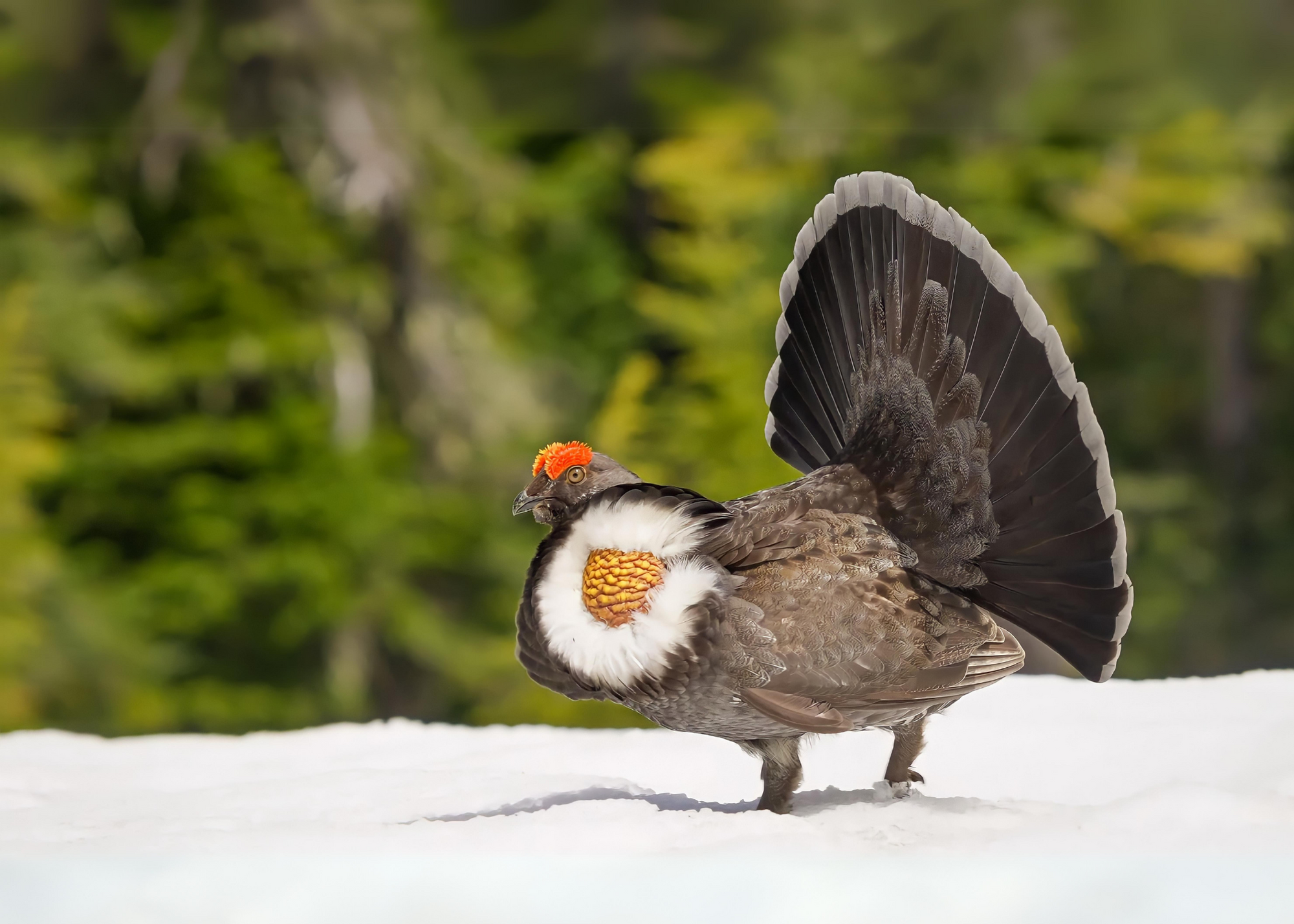 Sooty Grouse Sooty Grouse