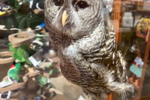 Sparred Owl (hybrid)