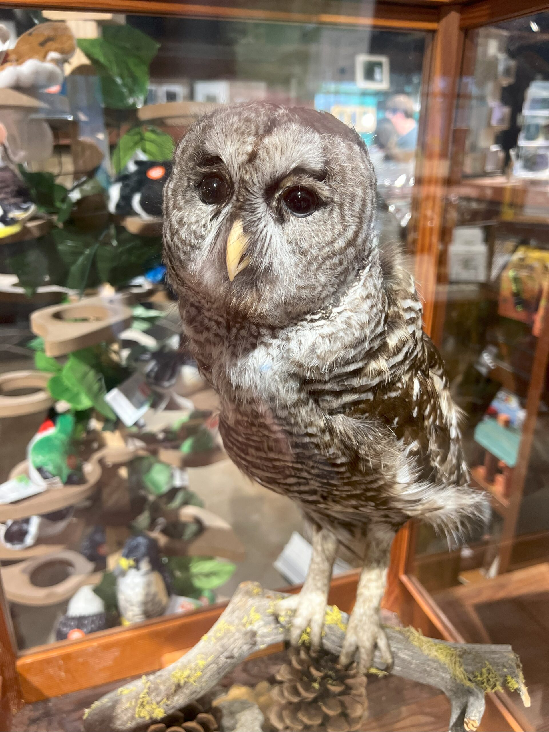 Sparred Owl (hybrid)