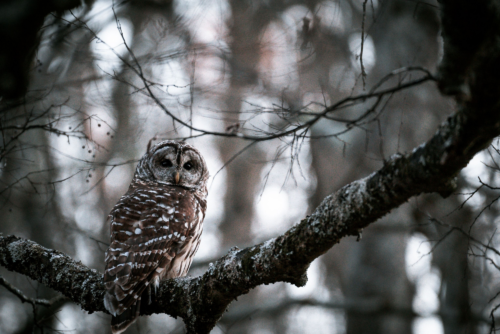 Spotted Owl